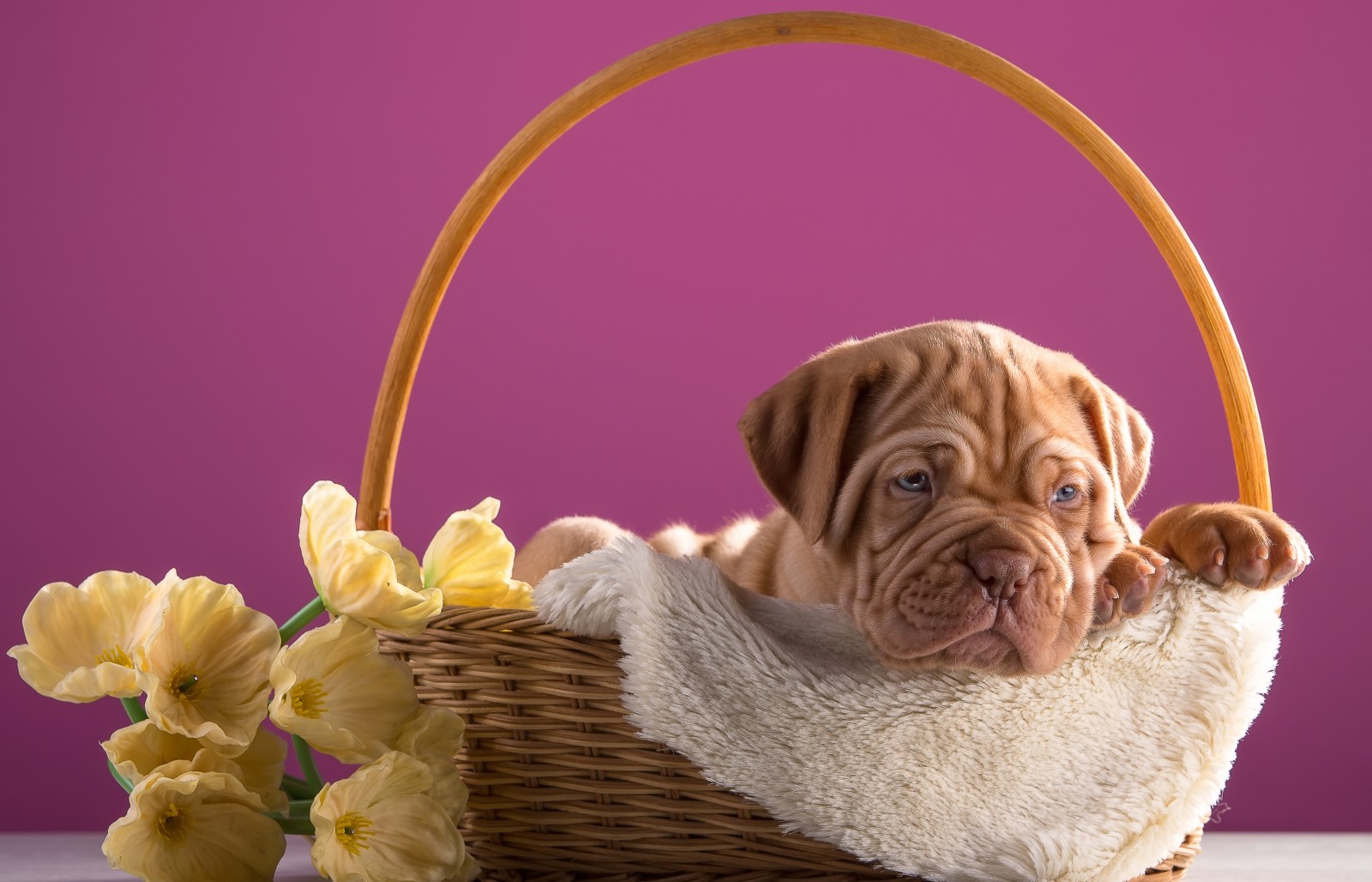 anjing, anak anjing, bunga-bunga, keranjang, Bordeaux