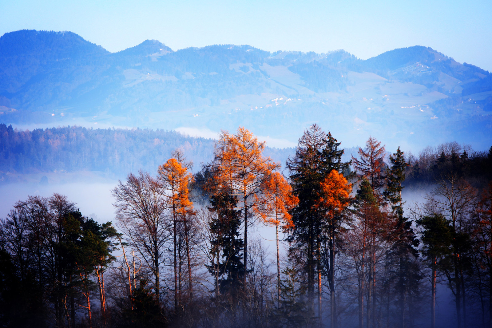 秋, 森林, 木, 山, 霧