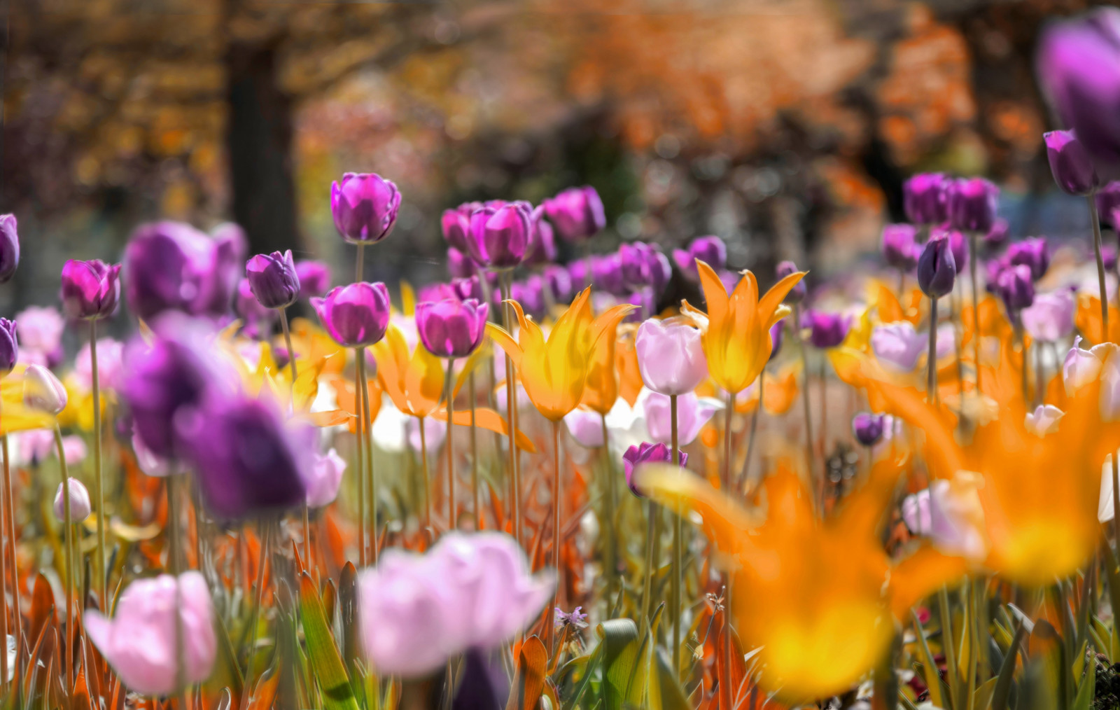 công viên, những bông hoa, Hoa tulip, đồng cỏ