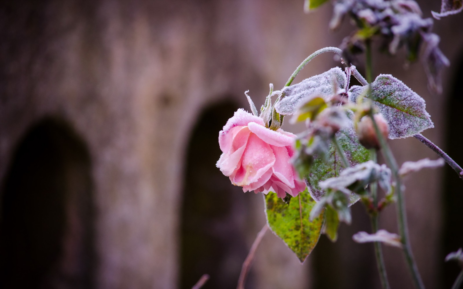 Thiên nhiên, Hoa hồng, sương giá