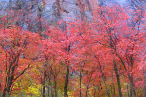 秋季, 树叶, 山, 岩石, 深红色, 树木, 美国, 犹他州