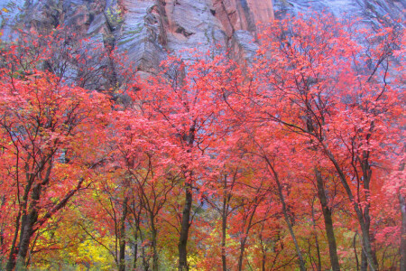 가을, 이파리, 산, 록, 크림슨, 나무, 미국, 유타