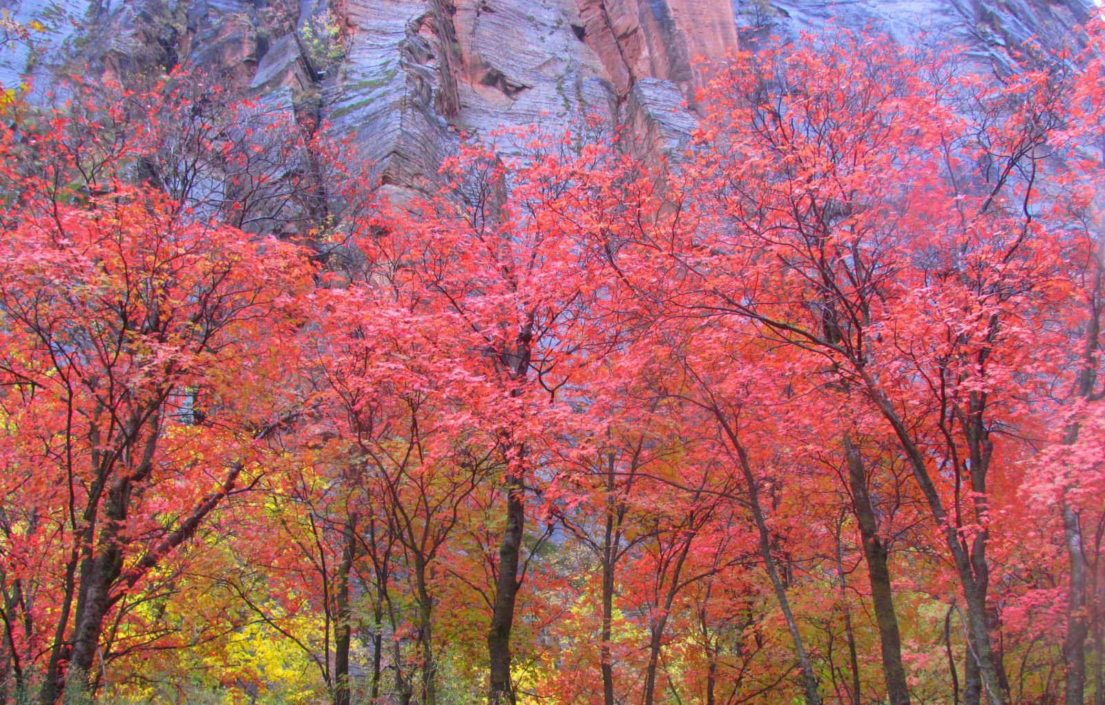 ฤดูใบไม้ร่วง, ภูเขา, ต้นไม้, ใบไม้, รัฐยุทา, สหรัฐอเมริกา, อุทยานแห่งชาติ Zion, หิน