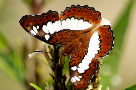 나비, 나방, 무늬, 식물, 날개