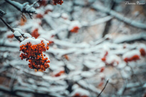 춥다, 마가목, 눈, 나무, 겨울
