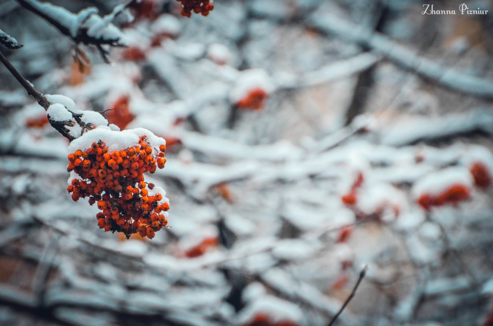 눈, 춥다, 겨울, 나무, 마가목