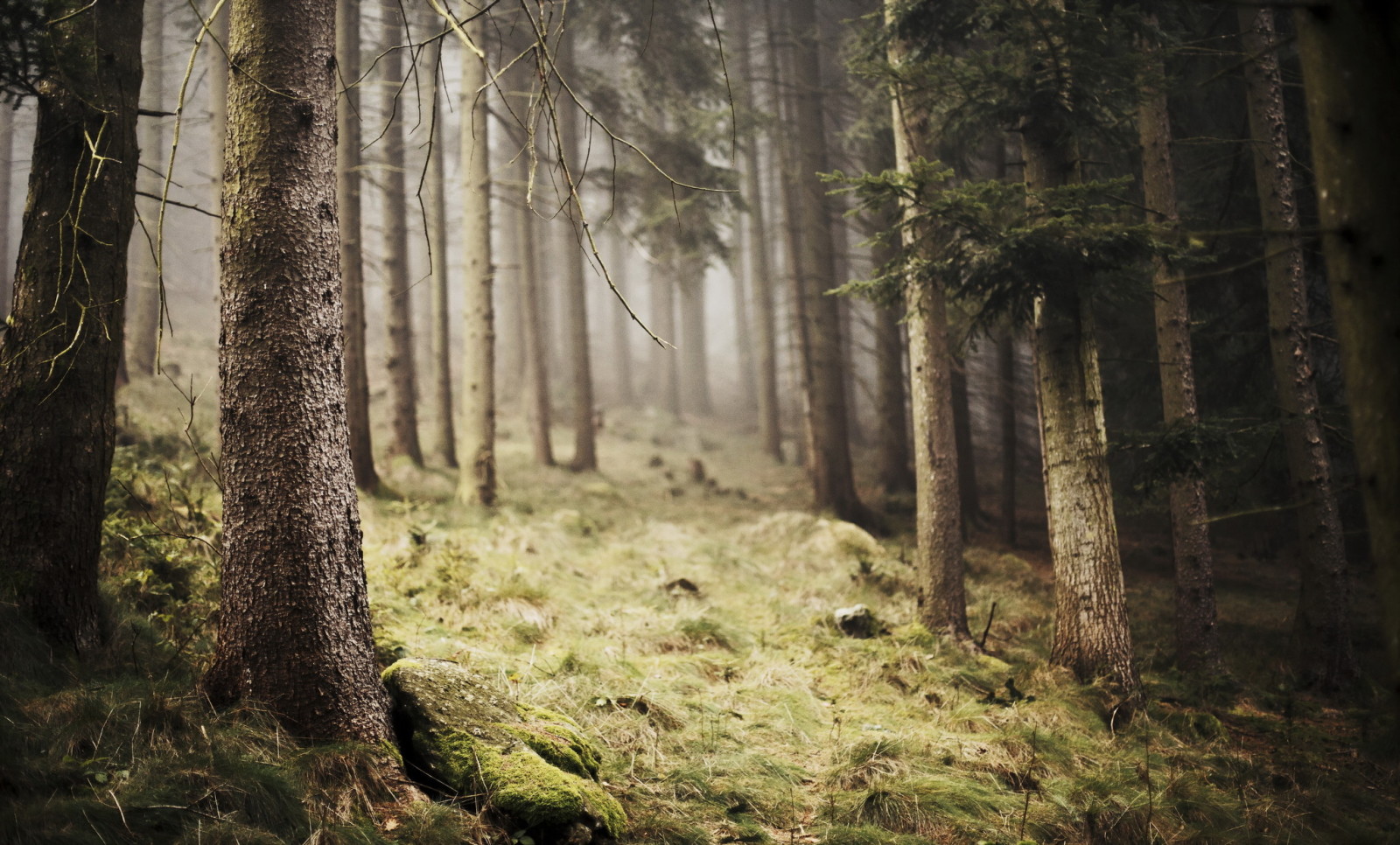 森林, 自然, 霧