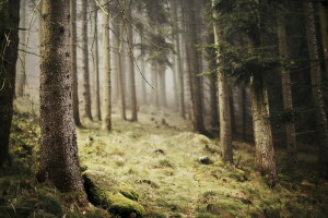 霧, 森林, 自然