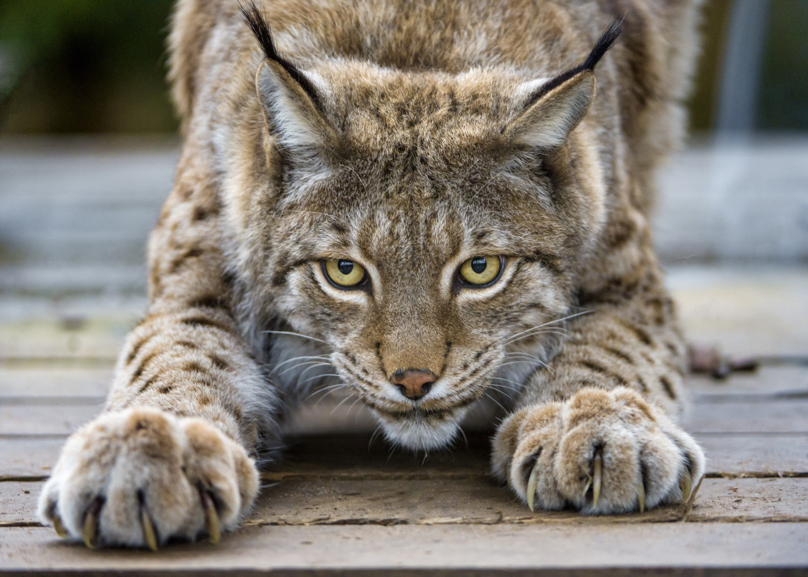 Lihat, kucing, lynx, cakar, © Tambako The Jaguar
