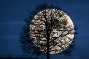 晚, 月亮, 天空