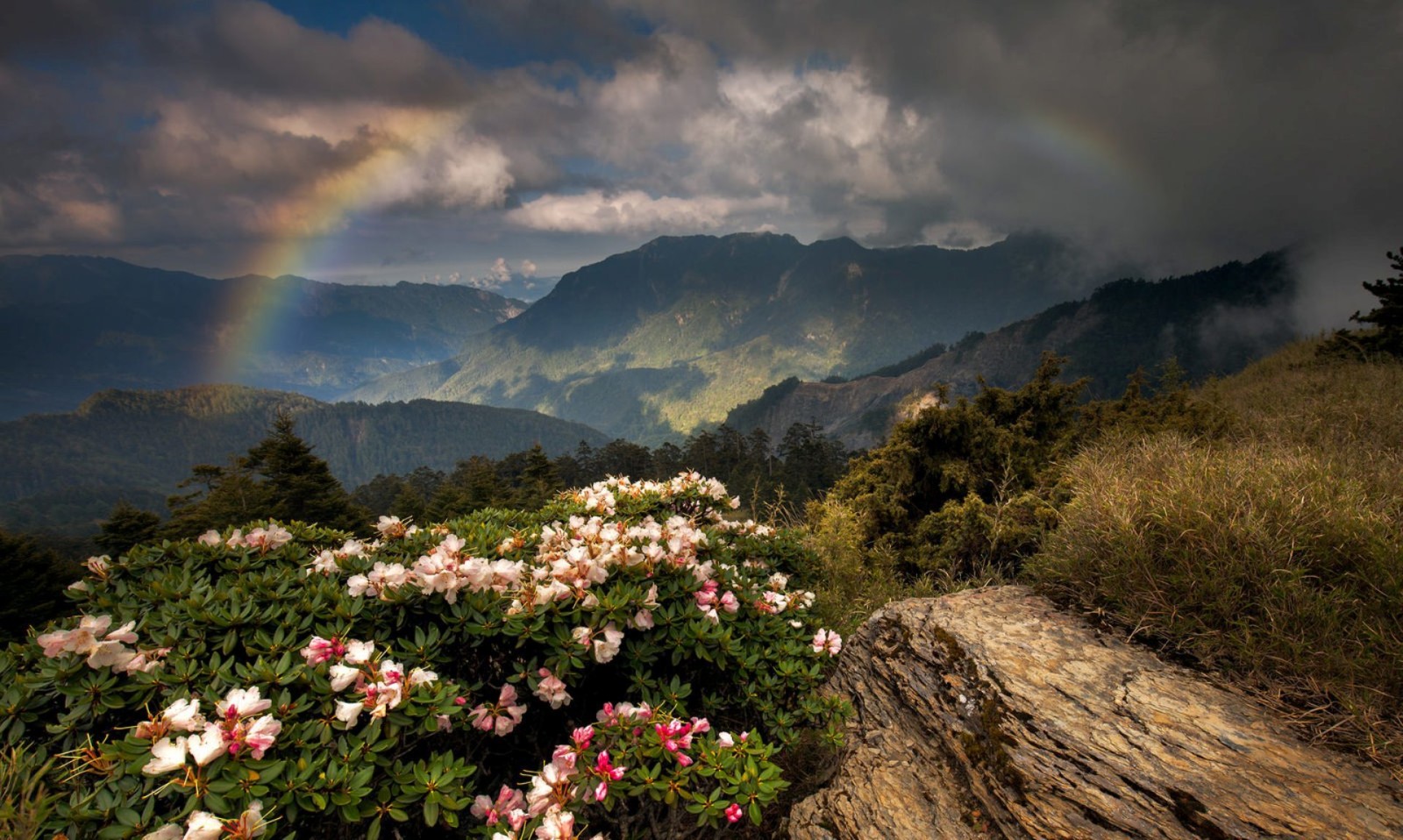 花卉, 山脉, 彩虹