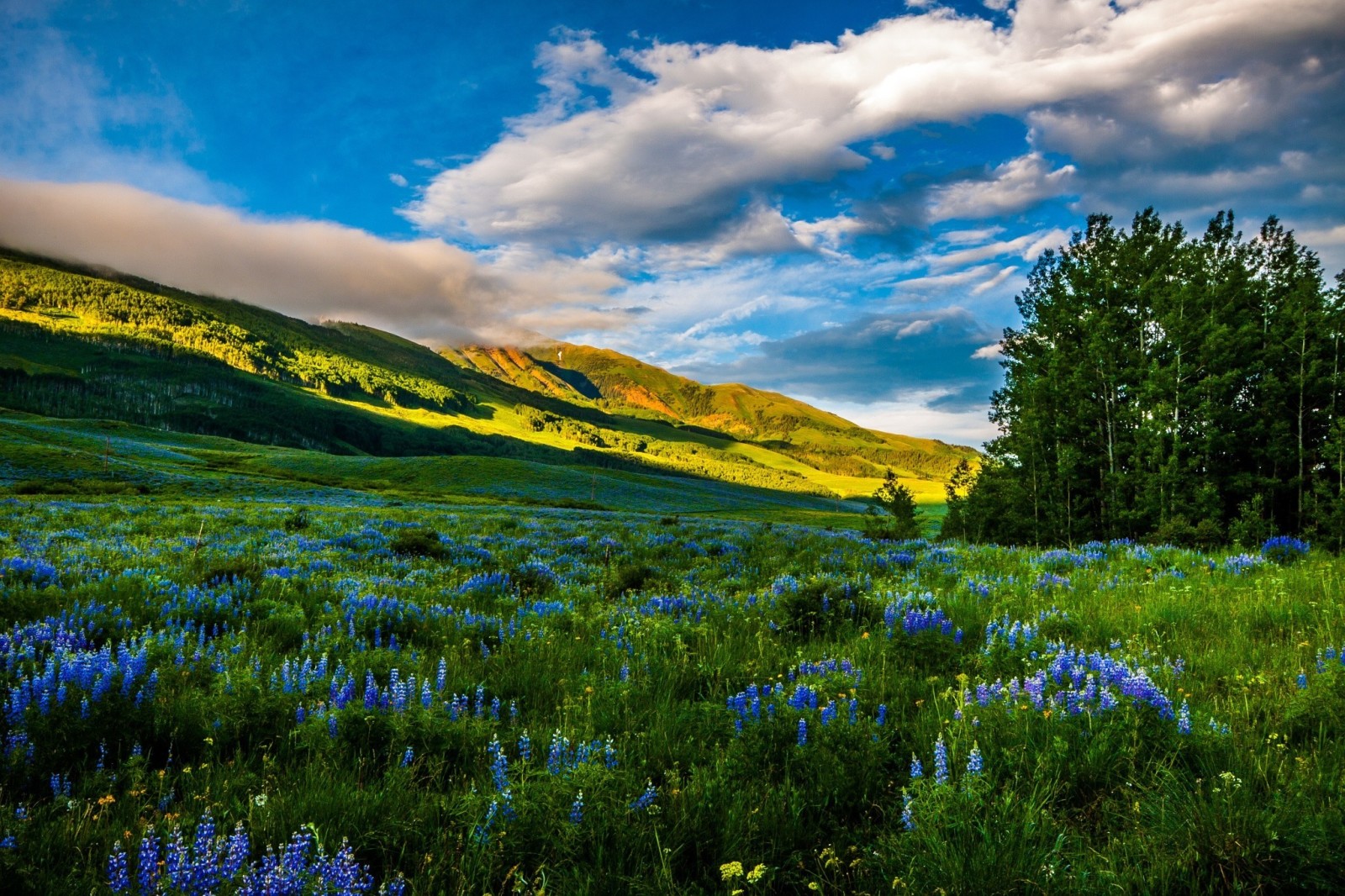 Thiên nhiên, những bông hoa, núi, Hoa Kỳ, hình chụp, Colorado, đồng cỏ