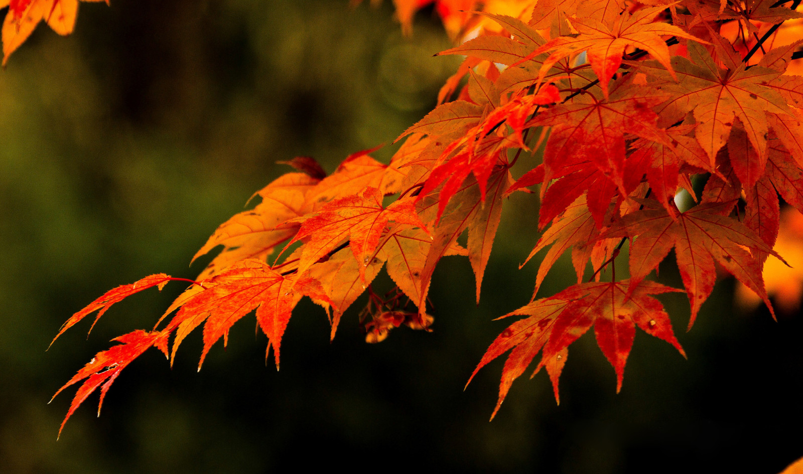 秋, 葉, ブランチ