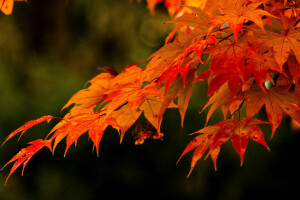 秋, ブランチ, 葉