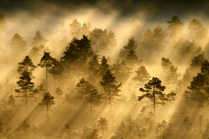 森林, もや, 光, 朝, 光線