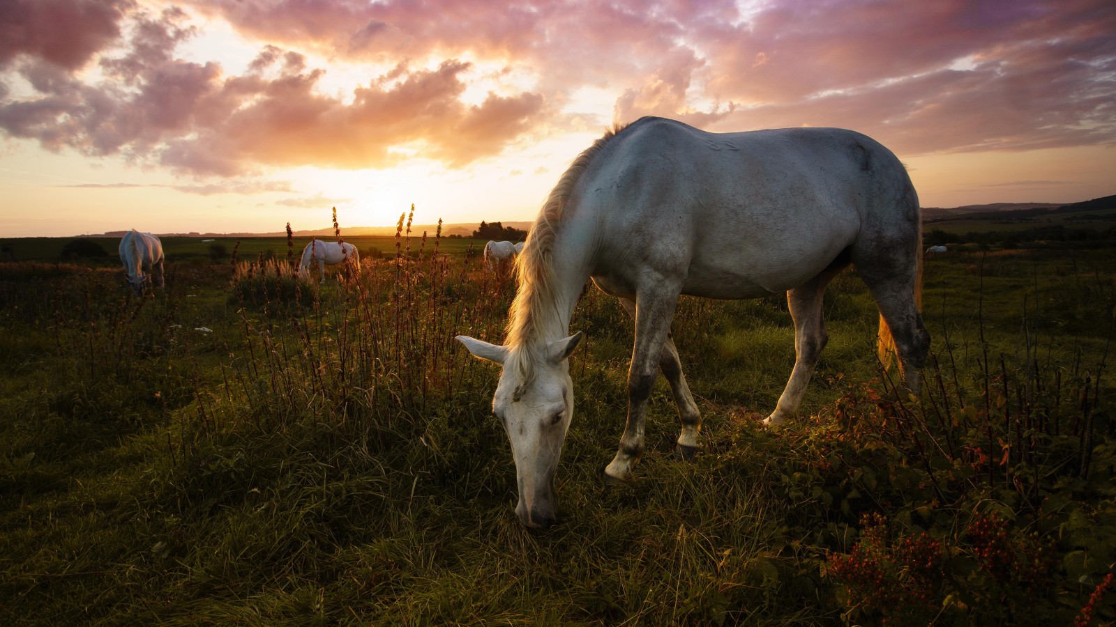 rumput, pose, langit, malam, musim panas, matahari terbenam, kuda, kuda