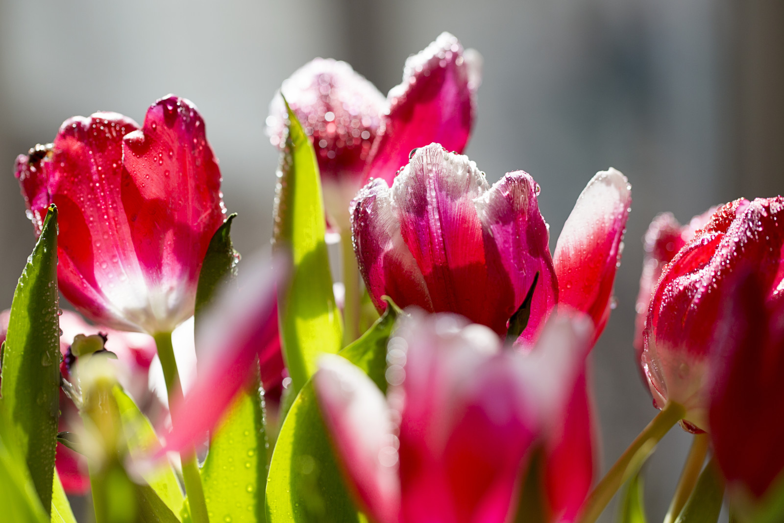 Thiên nhiên, những bông hoa, Hoa tulip