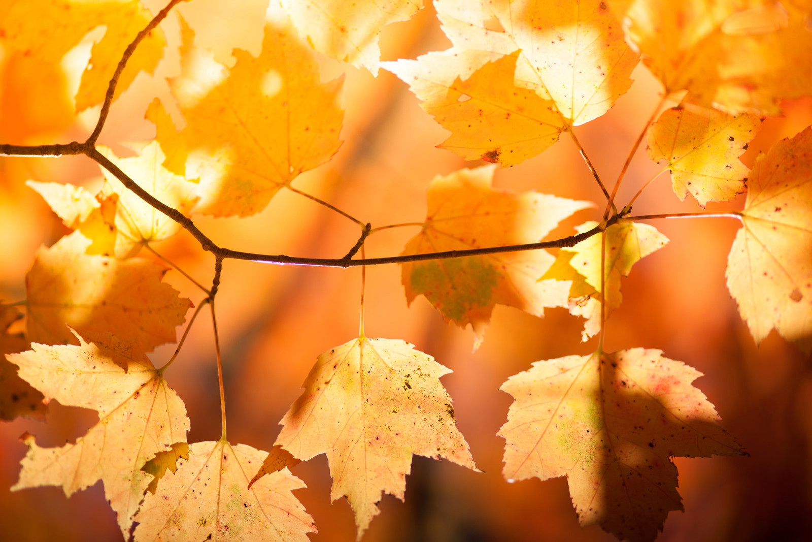 musim gugur, alam, Daun-daun, cabang, maple