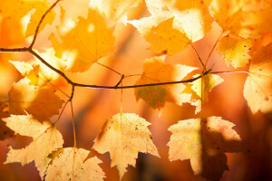 秋, ブランチ, 葉, もみじ, 自然