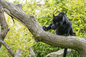 黒, ネコ, ジャガー, 見て, 木, ©タンバコジャガー