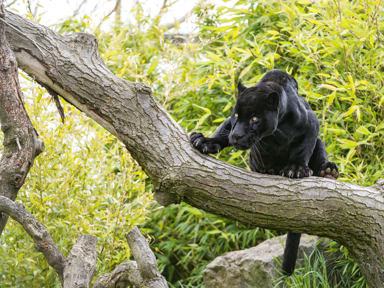ต้นไม้, ดู, แมว, สีดำ, เสือแผ้ว, © Tambako The Jaguar
