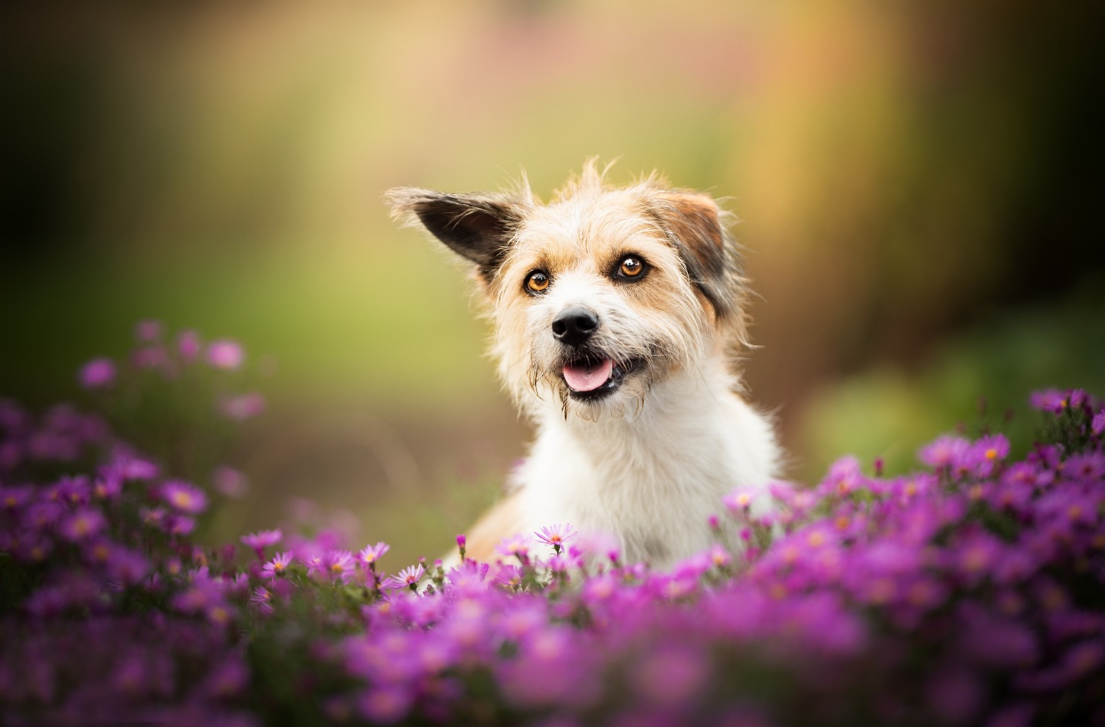 anjing, bokeh, bunga-bunga, doggie