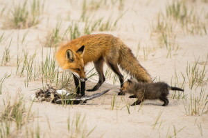 狐, 狩猟, 自然