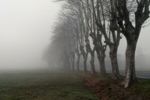 sương mù, buổi sáng, đường, cây