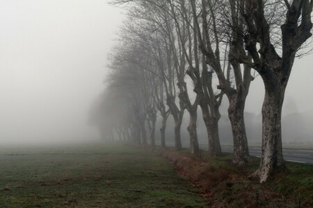 霧, 朝, 道路, 木