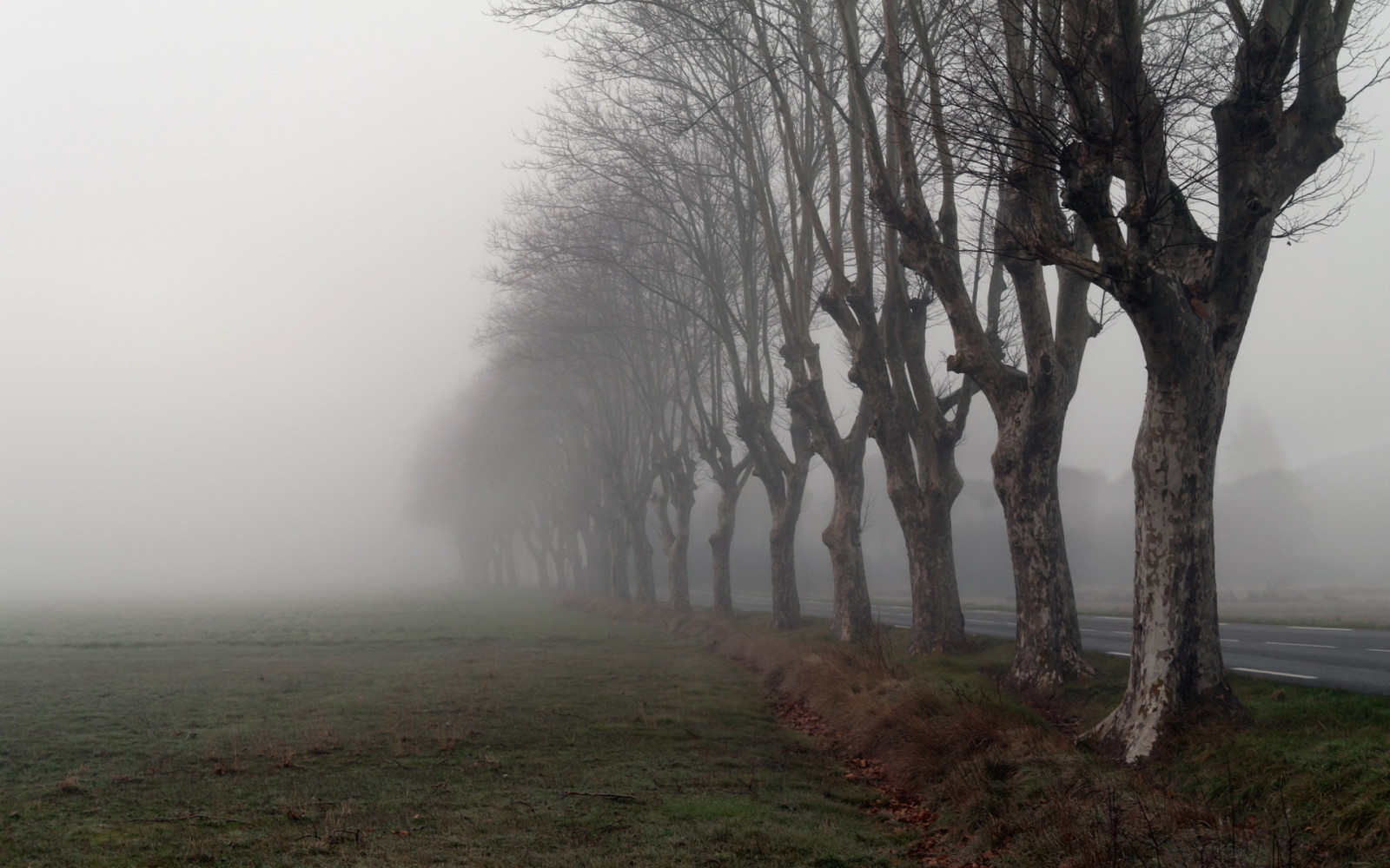 đường, cây, buổi sáng, sương mù