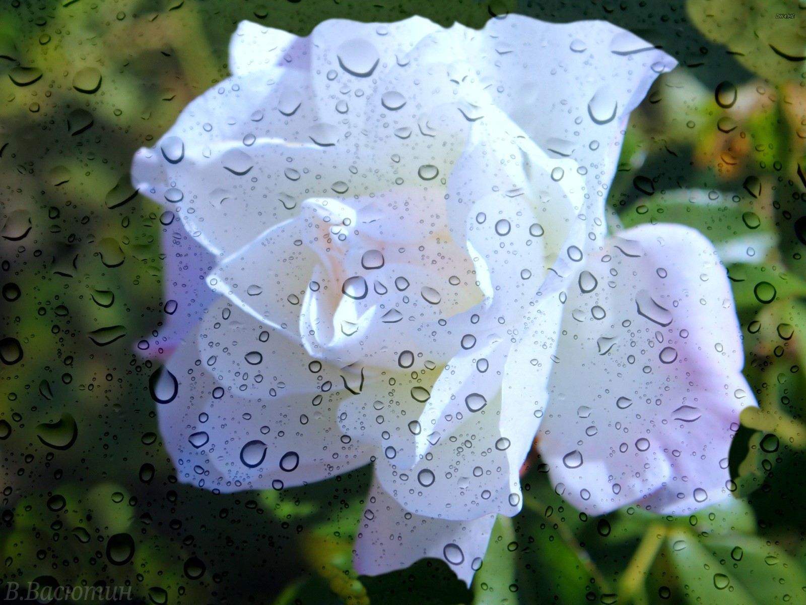 mùa hè, cốc thủy tinh, Hoa hồng, mưa