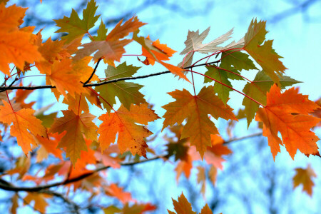 秋, ブランチ, 葉, もみじ, 空