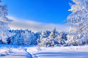 青い, 森林, 空き地, 道, 雪, 空, 太陽, 木