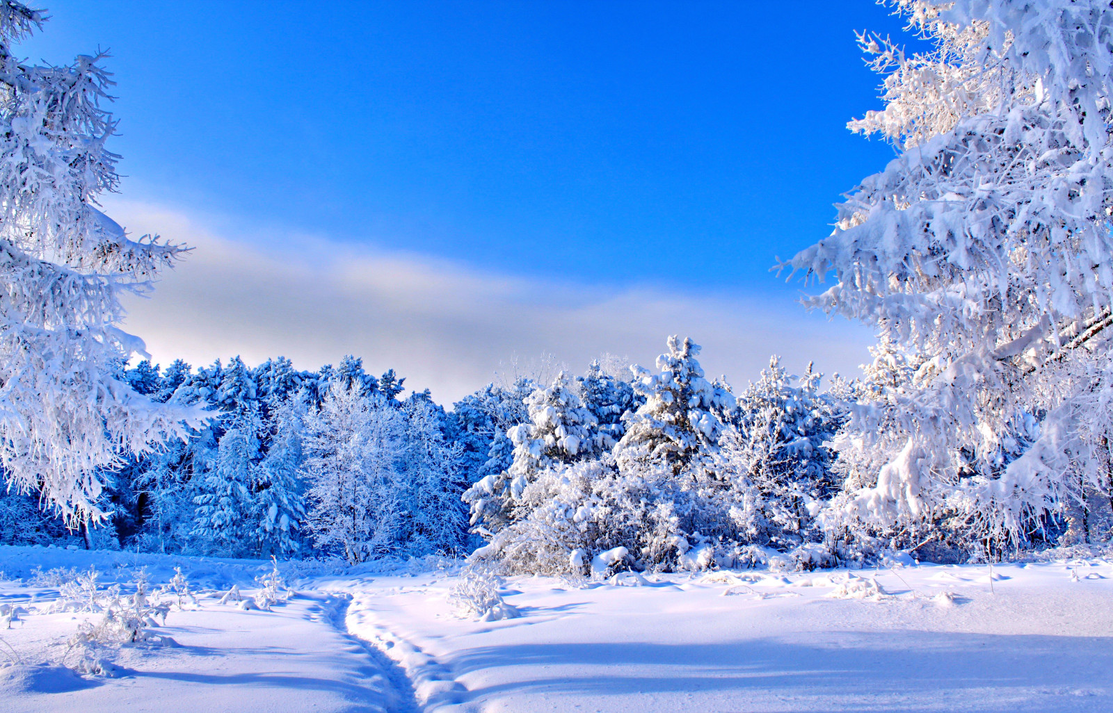 雪, 青い, 森林, 空, 冬, 木, 空き地, 太陽