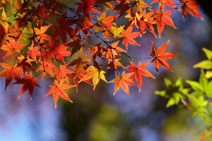가을, 분기, 이파리, 매크로, 단풍