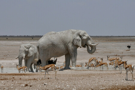 アフリカ, ドリンク, 象, ガゼル, ダチョウ
