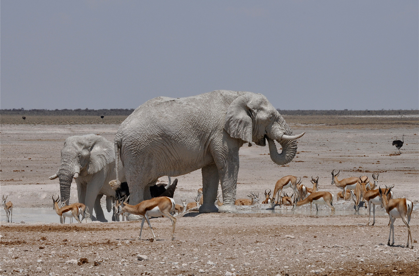アフリカ, ドリンク, 象, ダチョウ, ガゼル