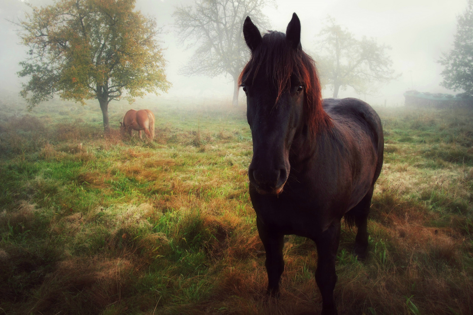 秋季, 看, 马, 早上, 摆姿势, 多雾路段