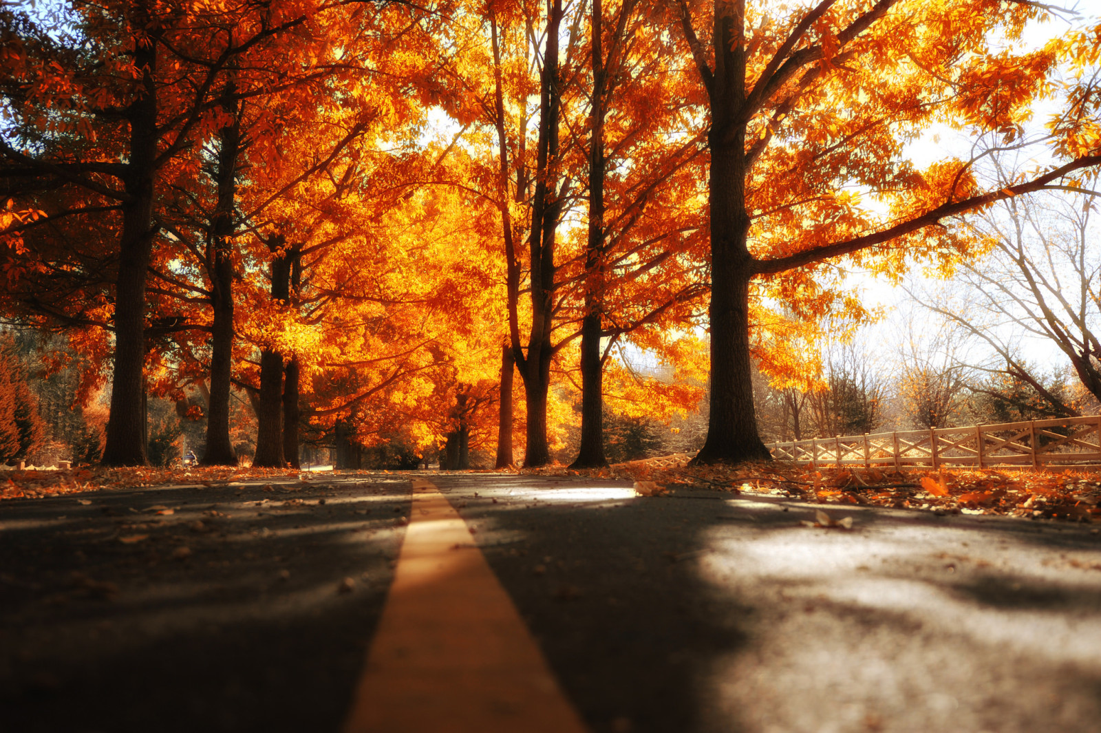 秋季, 路, 树木