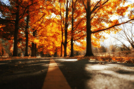 가을, 도로, 나무