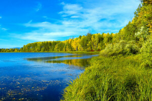 青い, 森林, 草, 川, シベリア, 空, 木