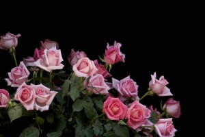 花束, つぼみ, 花, ピンク, バラ