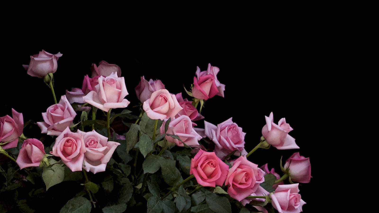 バラ, ピンク, 花束, 花, つぼみ