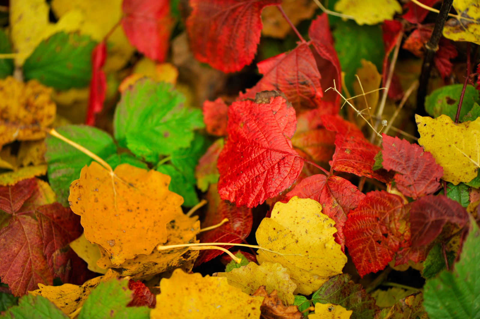 秋, 葉, 色, 深紅