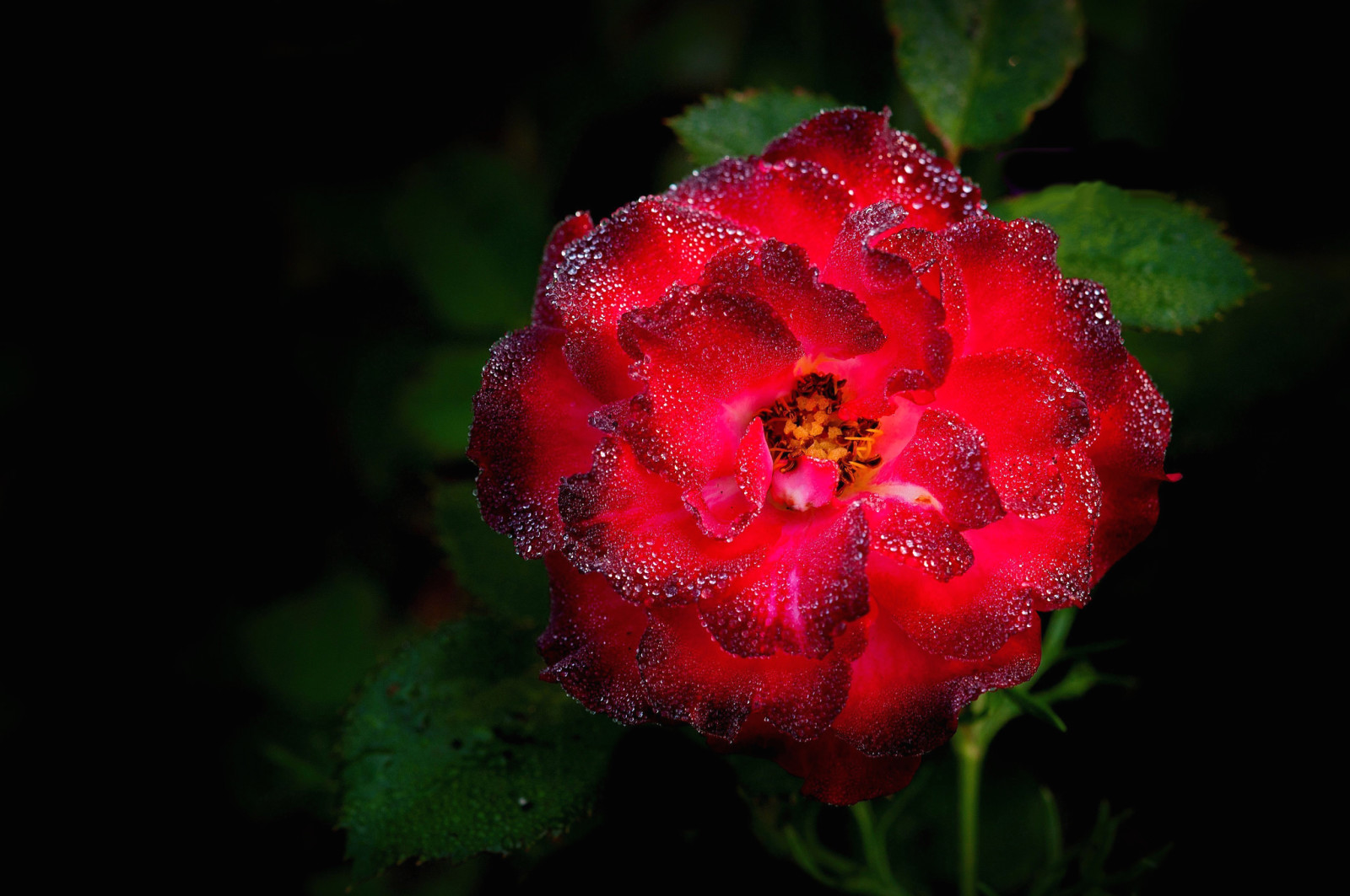 Hoa hồng, lá, Bush, giọt, cánh hoa, Rosa
