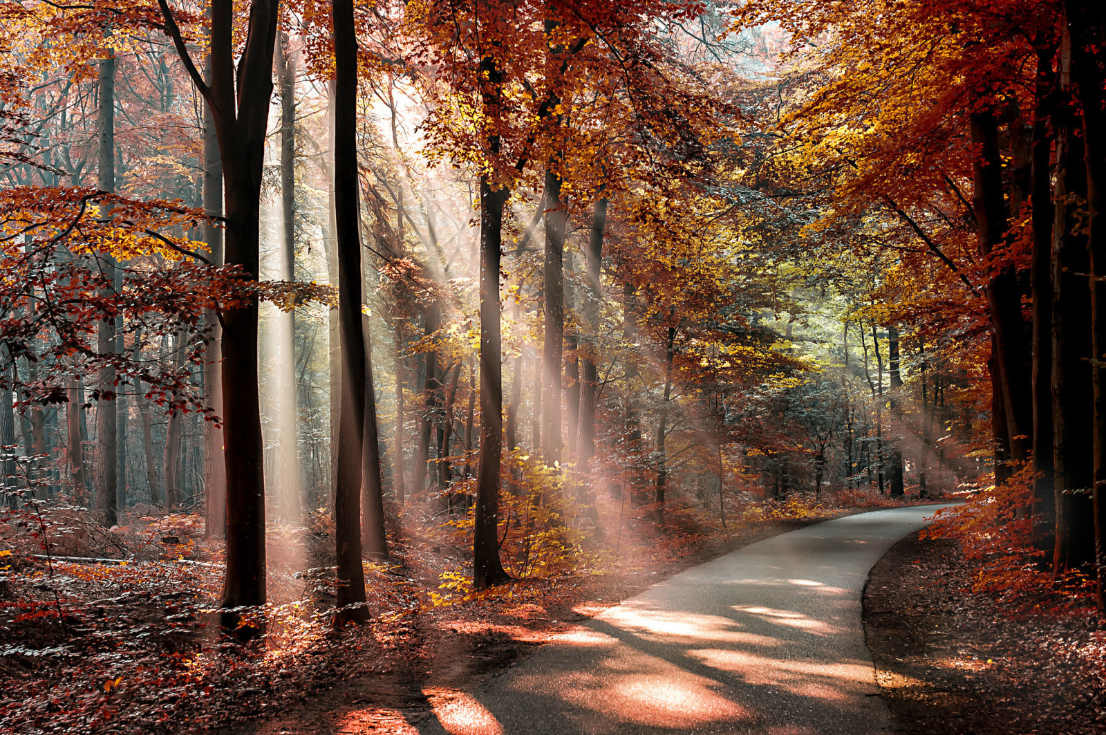 秋, 森林, パーク, 木, 葉, 太陽, 影, 道