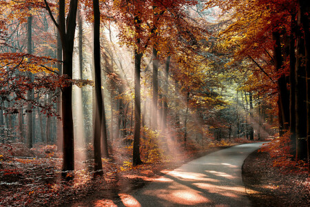 秋, 森林, 葉, パーク, 影, 太陽, 道, 木