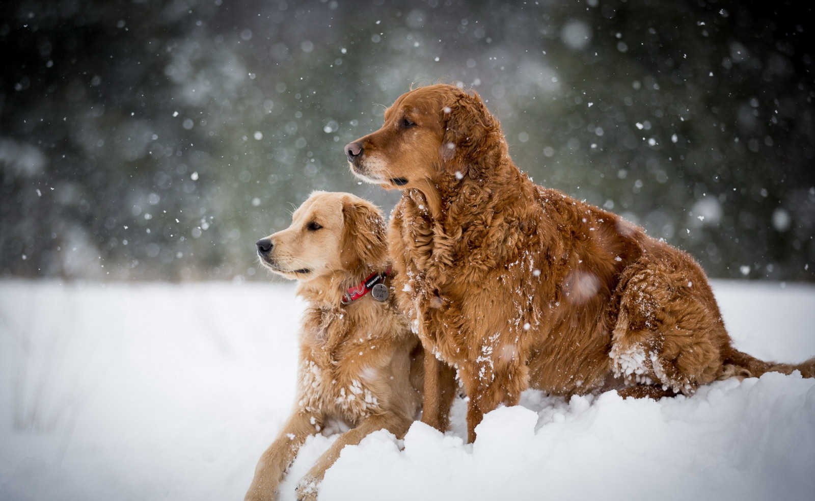 salju, musim dingin, anjing