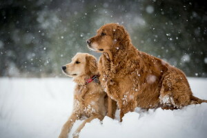 犬, 雪, 冬