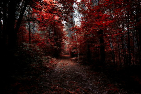 秋, 森林, 自然